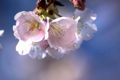 DSC07650. 紺碧の空と桜.
