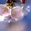 DSC07650. 紺碧の空と桜.