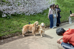 DSC01172. 其れぞれのお花見もよう