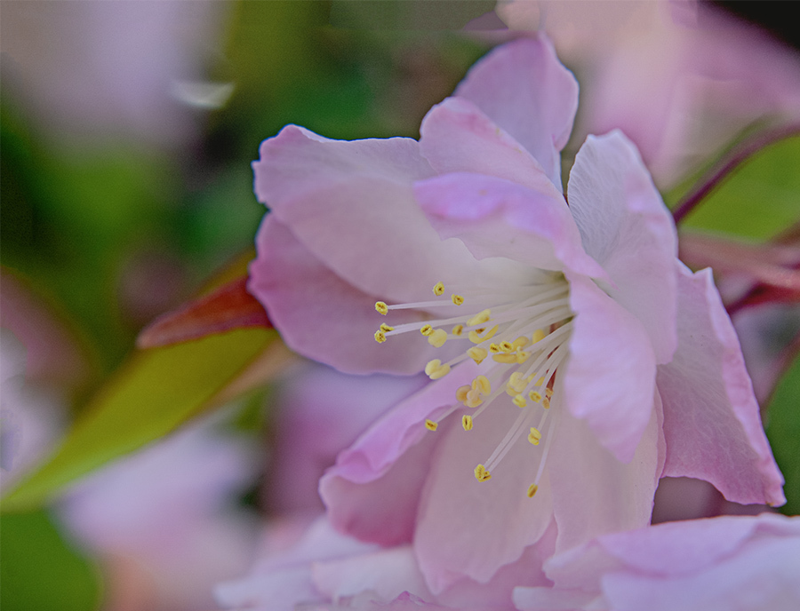DSC00908. 花海棠