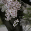 DSC00531. 枝垂れる