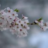 DSC00472. ひと枝