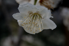 DSC00547. 陽春