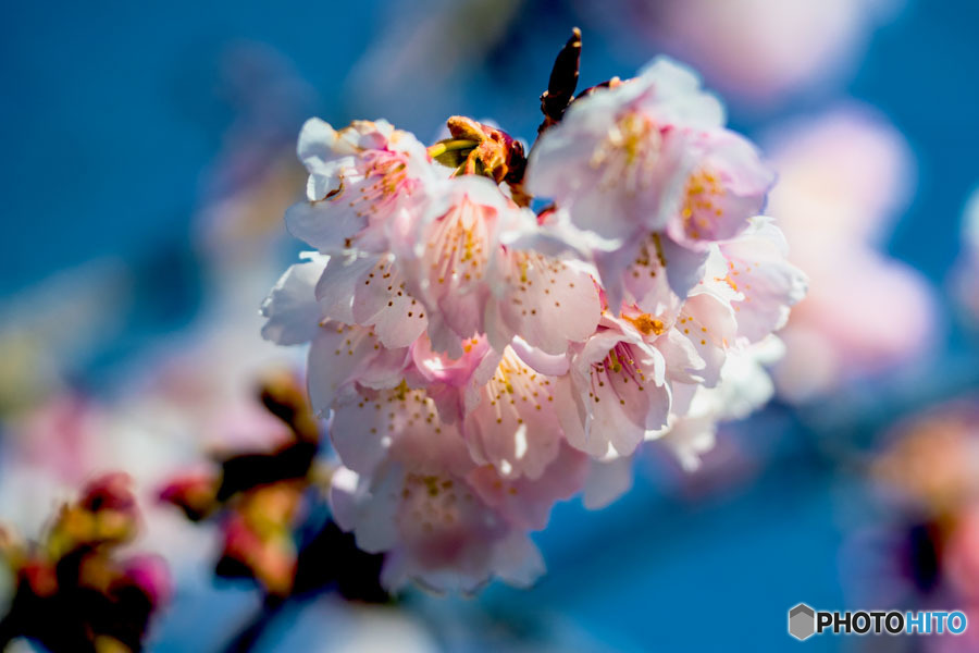DSC07848　-桜の家族？