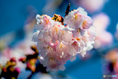 DSC07848　-桜の家族？