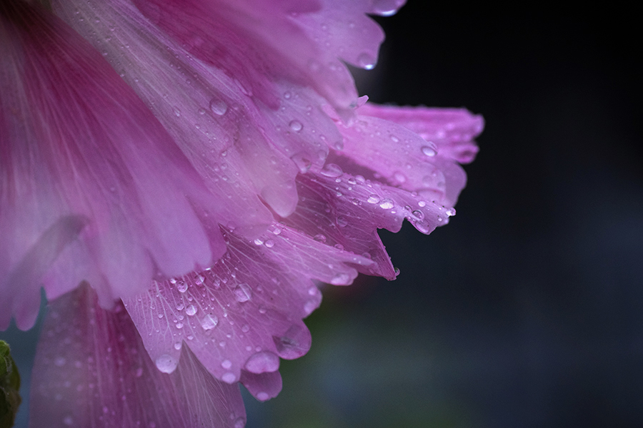 DSC03649 雨の洗礼で羽衣の如し