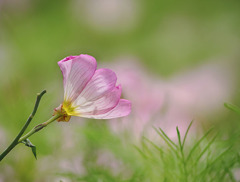DSC03281-1 野辺の月見草