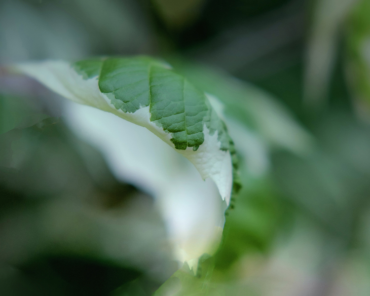 DSC08678.斑の有る葉