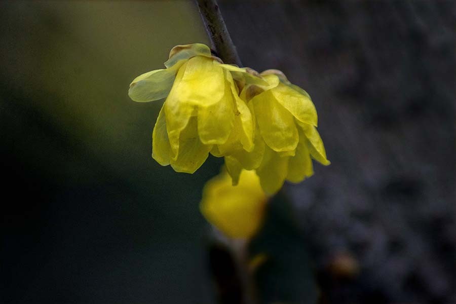 DSC06599. 蠟梅は冬の爽快花