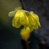 DSC06599. 蠟梅は冬の爽快花