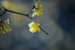 DSC00108. 望郷.