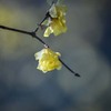DSC00108. 望郷.