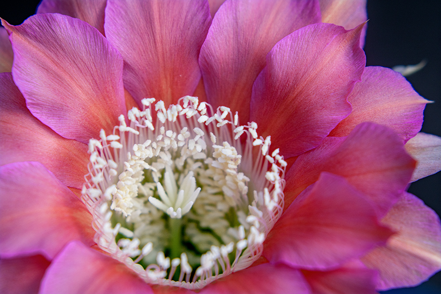 DSC08985. フェスティバルの花形たち