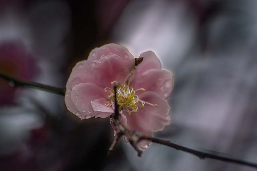 DSC07042. 梅に春の雨