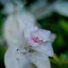 DSC02513. 夏のハツユキ