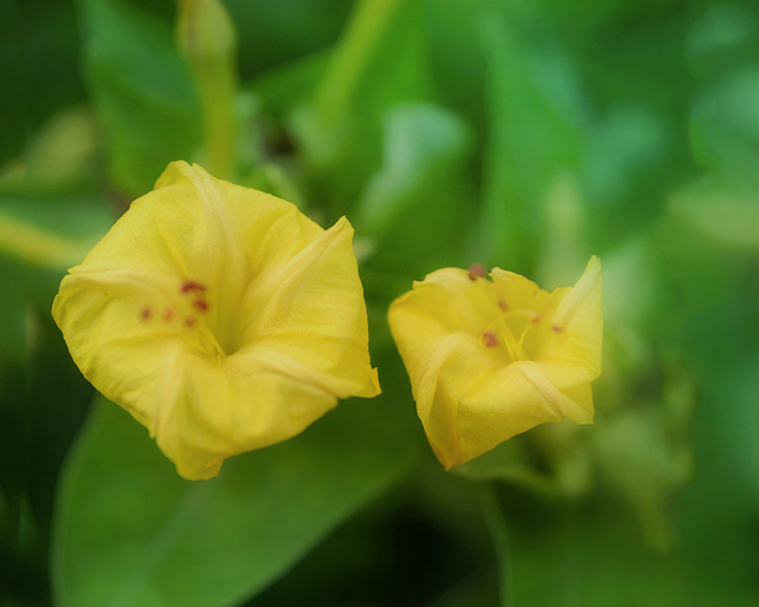 DSC09235.  おしろいばな