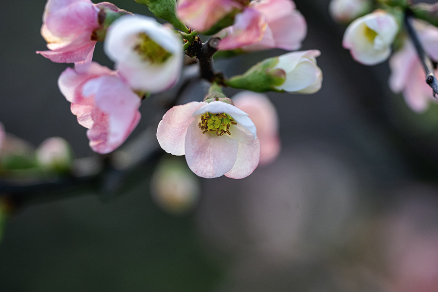 DSC09319.-1 春の魁 木瓜の花