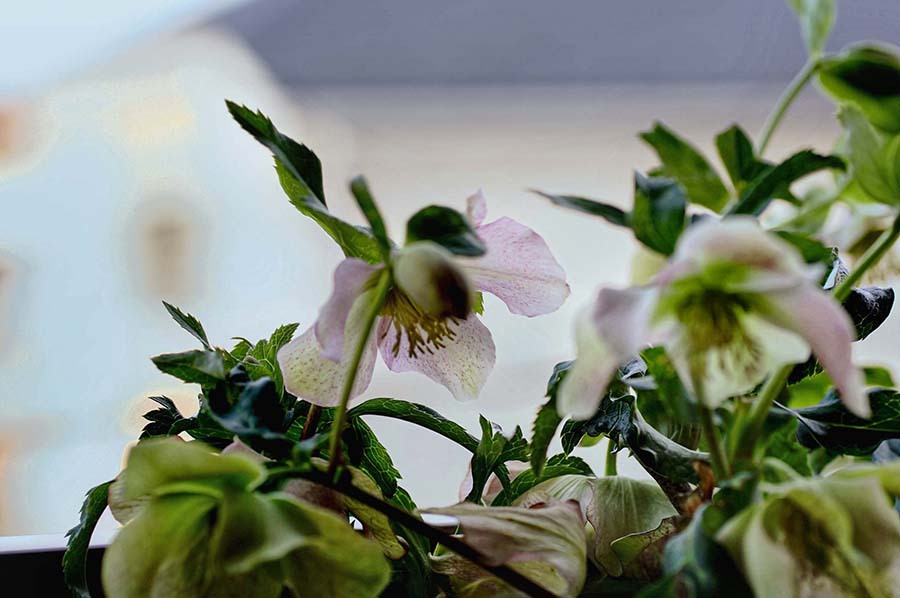 DSC05571  Christmas roses on the windows