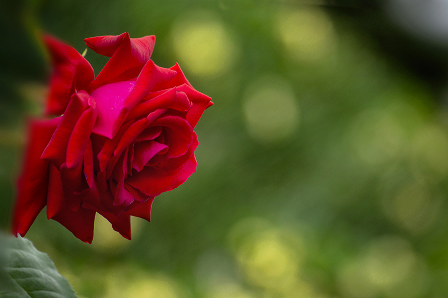 DSC04277.-1  朝の薔薇