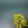 DSC00529.　菜の花