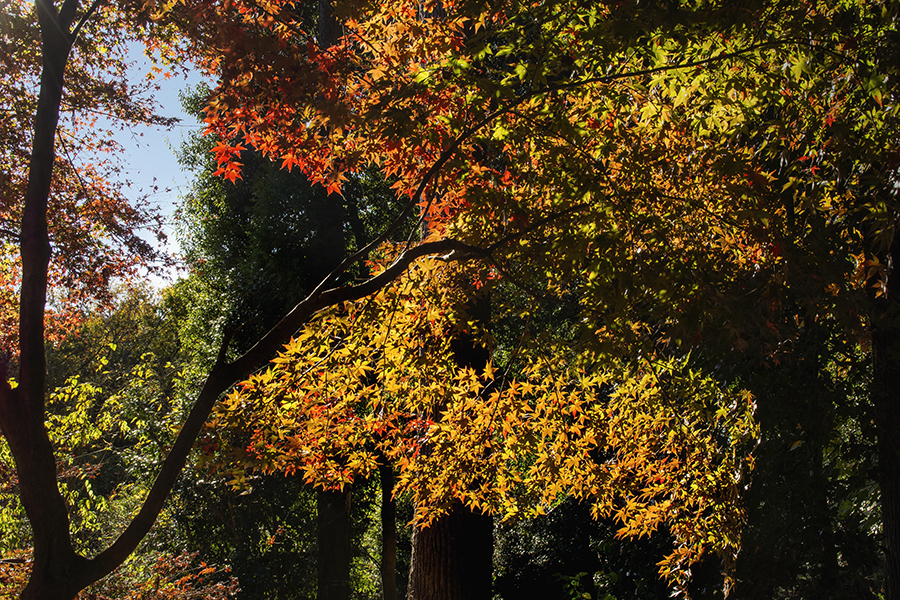 DSC05576 紅葉のドームに明かり射す