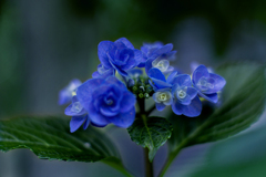DSC09352.  幸運を呼ぶ青い紫陽花?