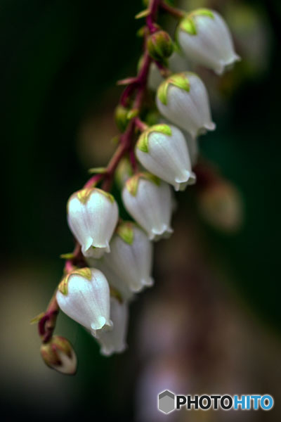 DSC03369-一房のブルーベリィの花-1