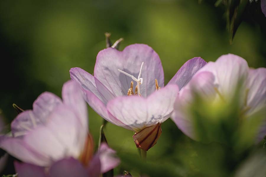 DSC06162. 花びらに鶴が舞う