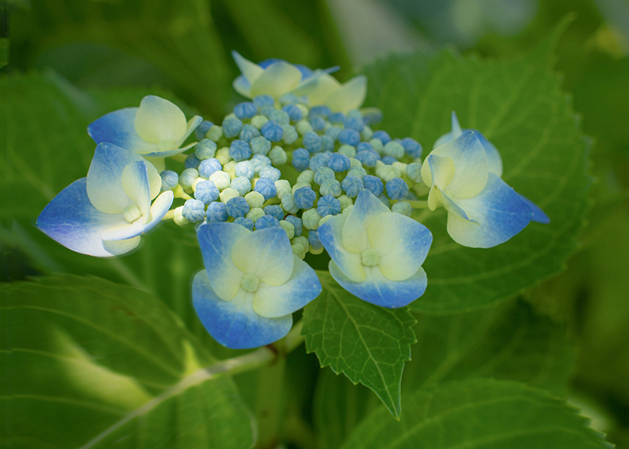 DSC08734.  額紫陽花. jpg