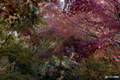 DSC00565. 雑木林に華が咲く-5 天井の綾　jpg