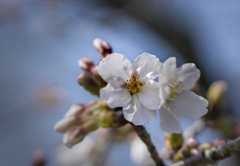 DSC01812   魁の桜