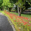 DSC02815. 水元公園にて