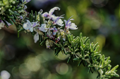 ローズマリー  2