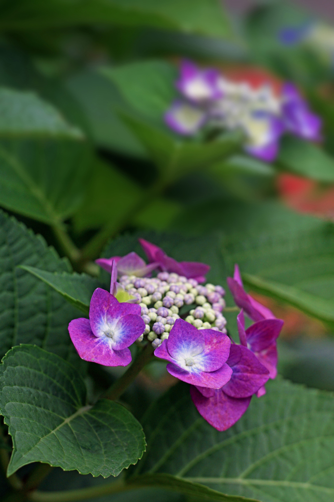 散歩道の紫陽花.