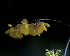 DSC06584-興禅院さんの蠟梅 2