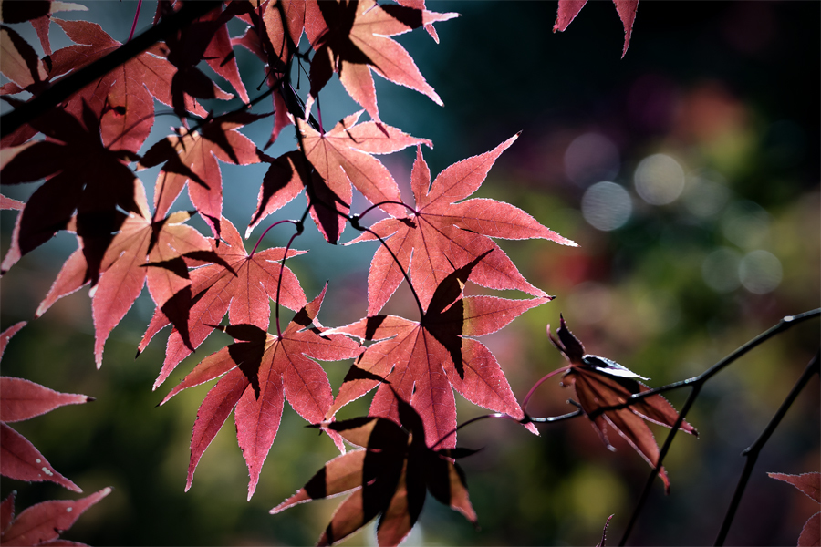 DSC02584 紅葉　