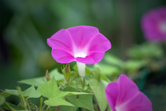 朝顔-4　