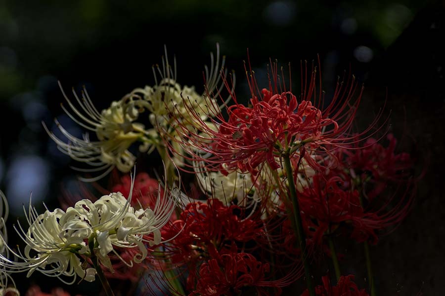 DSC05636. 巡り逢い紡いで