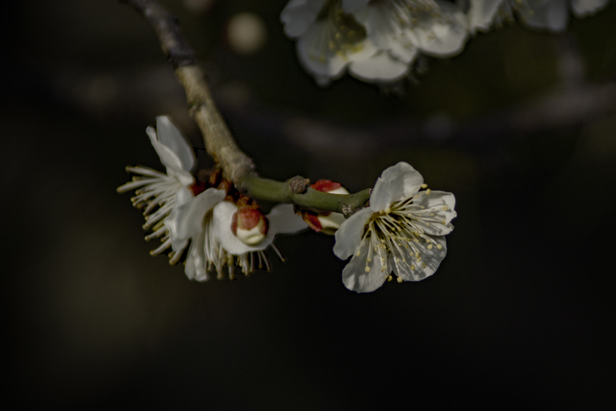 DSC02173 我がテリトリーの梅-4