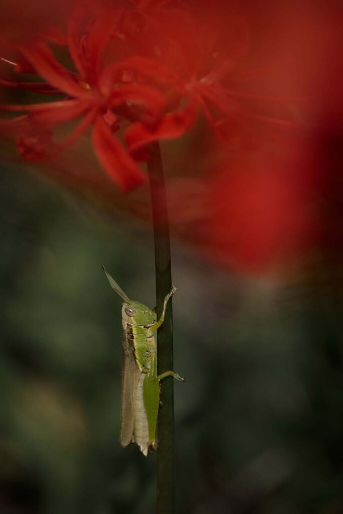 DSC05630. 花のステージへ Go.