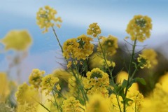 DSC06119. 磯辺の菜の花