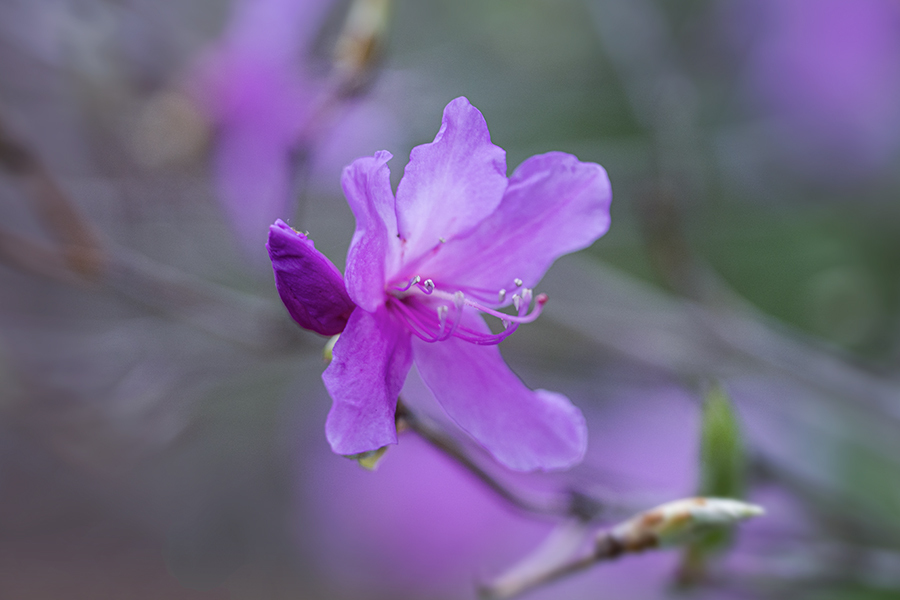 DSC05473. 花の素顔.