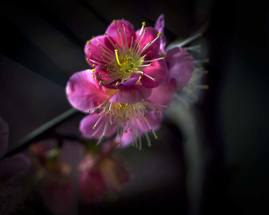 DSC03328 華やぐ花蕊