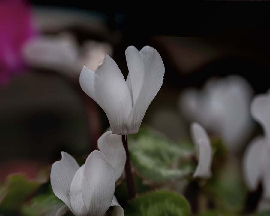 DSC09708. 真綿色したシクラメン