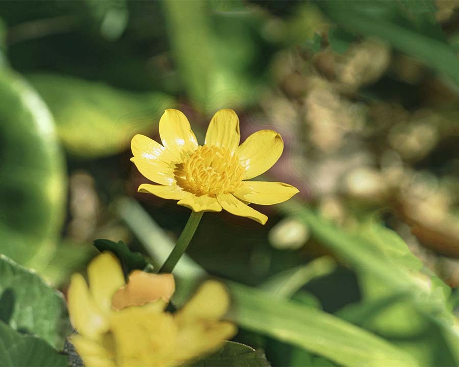 DSC00355. キクザキリュウキンカ
