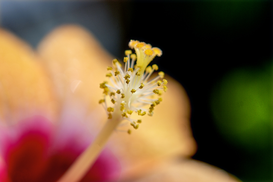 DSC07819.  夏の花