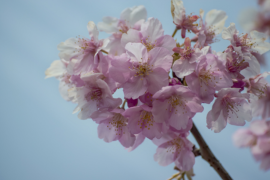 DSC03463 追憶の桜　思えば遠くに来たもんだ
