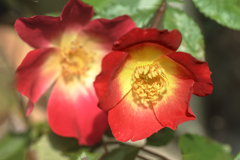 DSC01412. 夏のバラ？
