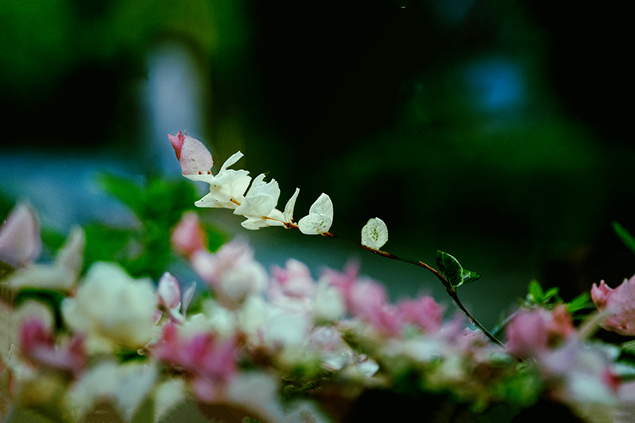DSC02259. さんざめく.