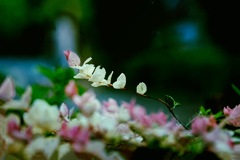 DSC02259. さんざめく.